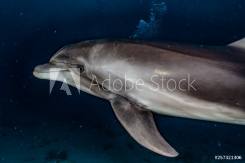 Picture of Dolphin swimming with divers in the Red Sea Eilat Israel